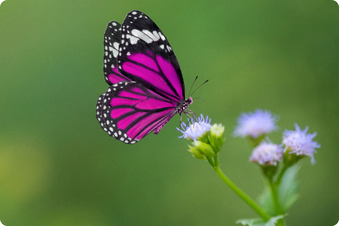 Fuschia-coloured butterfly on flower