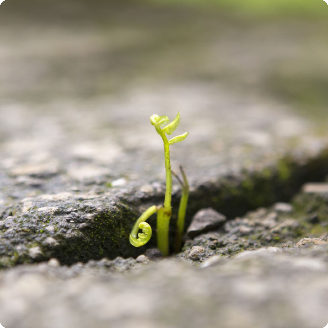 Plant sprout growing from crack in concrete ground