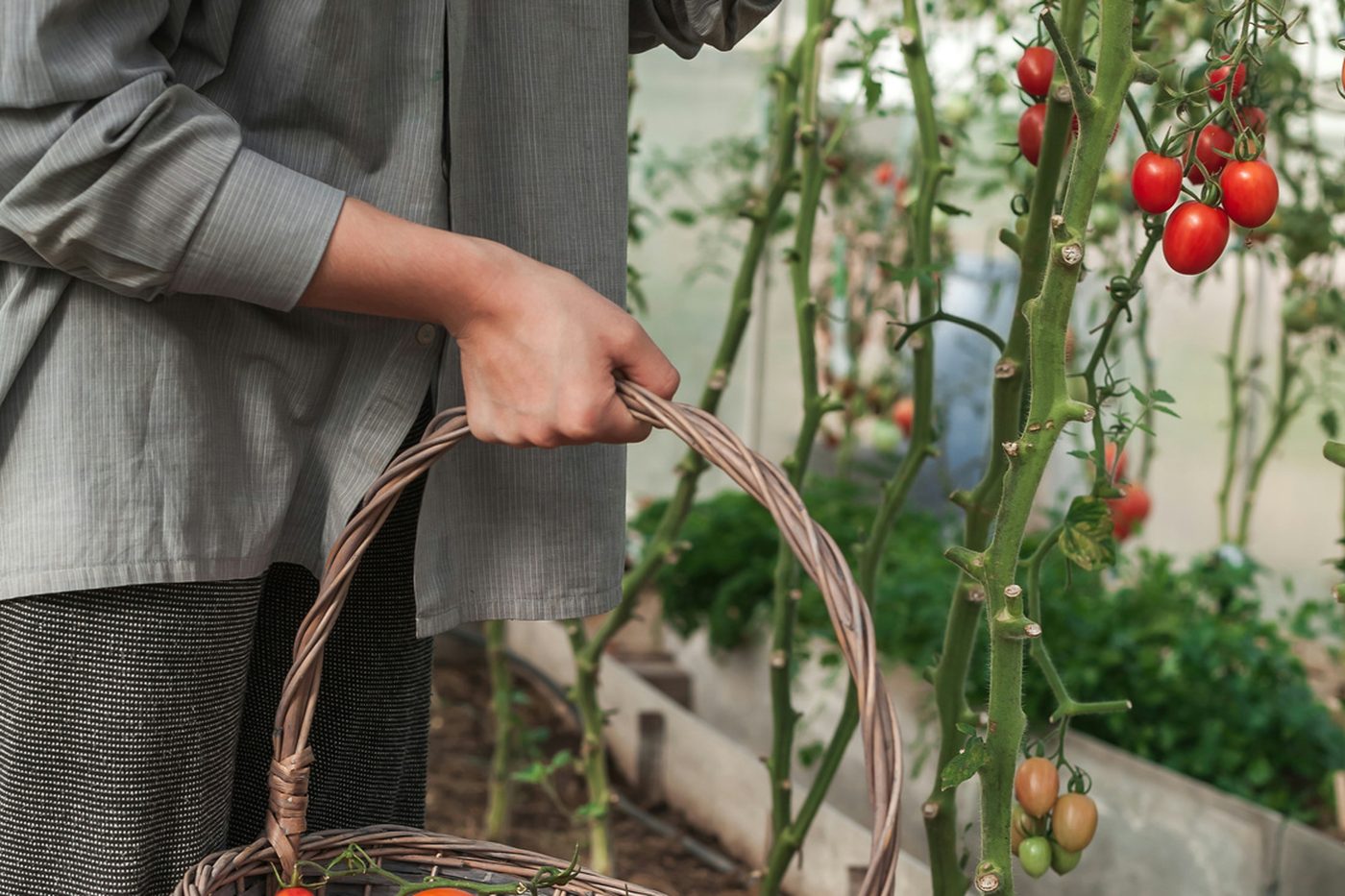 Someone picking ripe tomatoes from a home vegetable garden into a basket